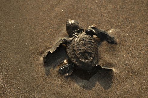 Bangkai Penyu Lekang Berusia 20-25 Tahun Ditemukan di Pantai Cilacap, Diduga Mati akibat Makan Plastik