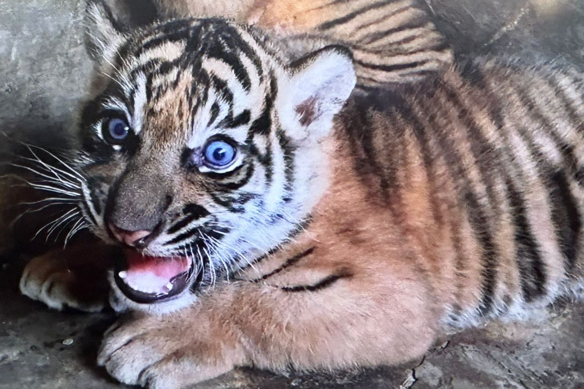 Anak harimau Sumatera lahir di TMSbK Bukittinggi