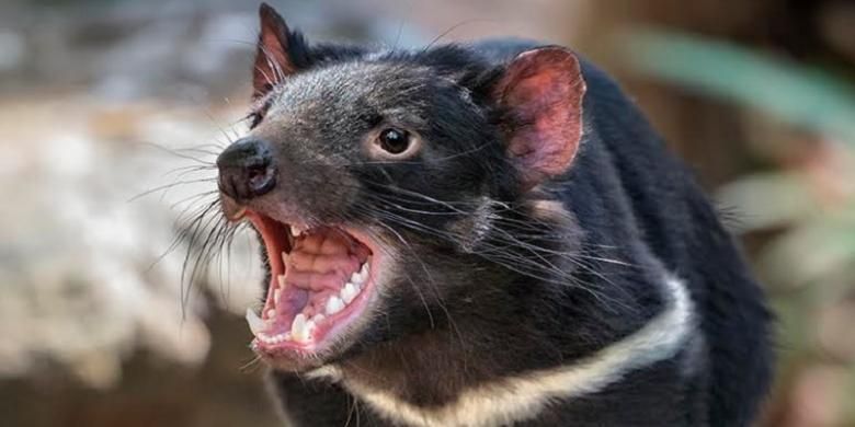 Setan Tasmania (Sarcophilus harrisii)