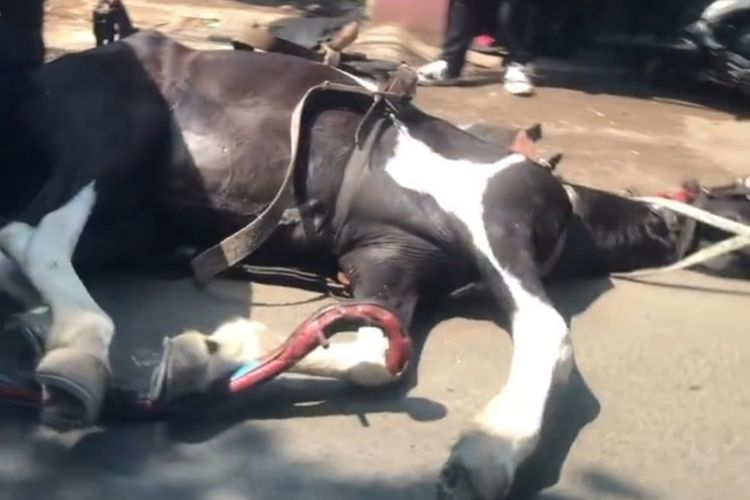 Seekor kuda jatuh terkapar diduga kelelahan di Cikupa, Kabupaten Tangerang, Sabtu (12/6)