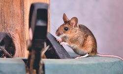 11 Tanaman Pencegah Tikus Masuk Rumah, Bisa Ditanam di Pekarangan