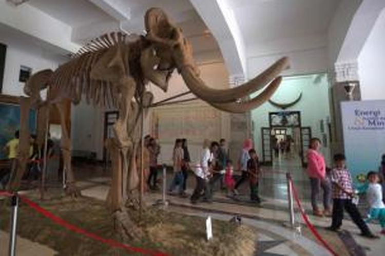 Replika fosil Gajah Blora (Elephas hysudrindricus) koleksi Museum Geologi Bandung, Jawa Barat, Selasa (24/6/2014). Merupakan gajah purba setinggi empat meter yang berasal dari era 250.000 - 200.000 tahun silam. Diangkat dari tanah lempung tepi Bengawan Solo pada 2009.