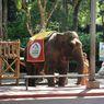 Penting, 6 Tips Wisata ke Taman Safari Bogor Saat Libur Akhir Tahun