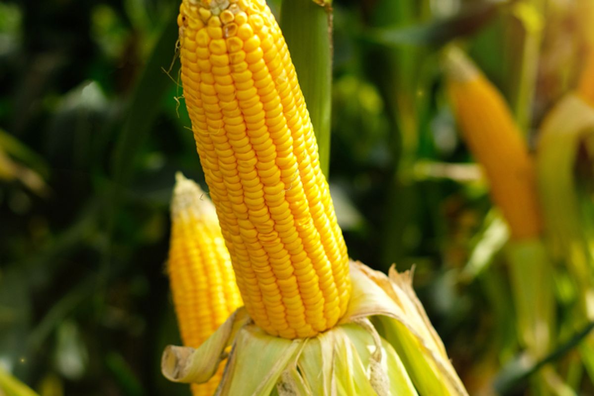 Ilustrasi jagung manis, tanaman jagung manis, menanam jagung manis.