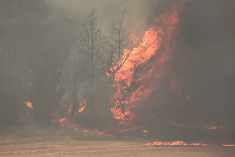 Api melalap pepohonan dalam kebakaran hutan dekat Kota Bet Shemesh, Israel, Rabu (30/4/2025).