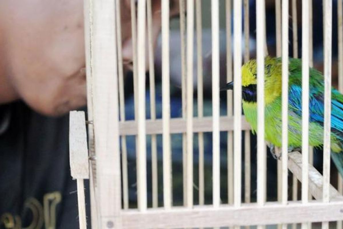 Salah satu burung murai yang disita Balai Besar Taman Nasional Gunung Leuser dari para pemburu, Senin (29/2/2016). Pemburuan burung marak di TNGL karena harga jualnya yang tinggi, sebanyak delapan orang ditangkap saat berburu akhir pekan lalu.