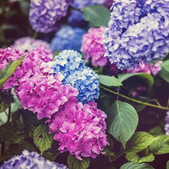 Warna bunga hydrangea yang sesuai kadar asam basa tanah tempatnya tumbuh.