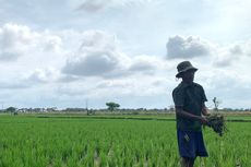 Petani di Lumajang Kesulitan Dapat Pupuk Subsidi, Begini Penjelasan Dinas Pertanian
