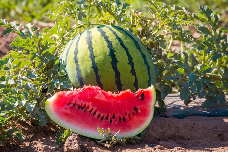 Ilustrasi apakah penderita penyakit gula boleh makan buah semangka?