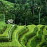 5 Keuntungan Terasering di Daerah Pegunungan atau Perbukitan