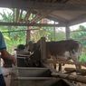 Efek Kemarau, Peternak Sapi di Semarang Sudah Empat Pekan Kesulitan Cari Rumput