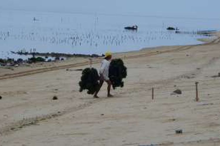 Petani rumput laut memikul rumput laut yang baru saja dipanen di Desa Labuhan Kertasari, Kecamatan Taliwang, Sumbawa Barat, Selasa (12/4/2016) pagi. Sekali panen, petani bisa mendapatkan total dua kwintal atau 200 kilogram rumput laut. 