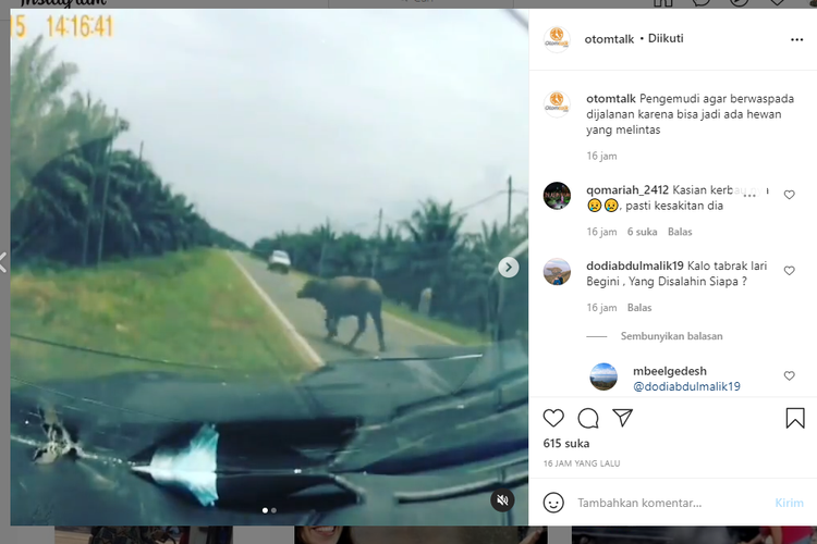 Tangkapan layar video kecelakaan tunggal akibat menabrak hewan ternak yang melintas di jalan.