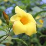 Mengenal Tanaman Hias Berbunga Alamanda dan Cara Merawatnya