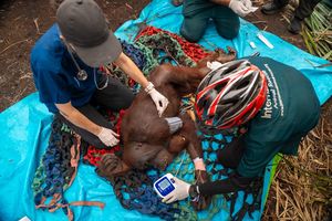Dua Orangutan Korban Karhutla di Ketapang Dipindah ke Habitat Baru