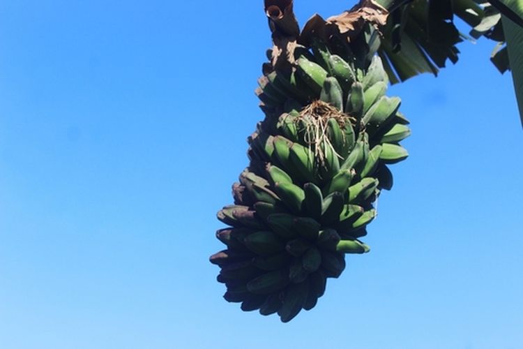 Tanaman pisang kepok tanjung tanpa jantung