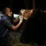 Upaya Pemprov DKI Cegah Penyebaran Penyakit Mulut dan Kuku pada Hewan Ternak di Jakarta