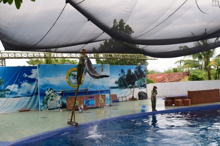 Petunjukan lumba-lumba yang bisa dinikmati pengunjung saat menikmati liburan di Safari Beach Jateng.