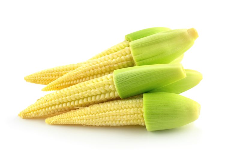 Ilustrasi jagung muda atau baby corn atau putren. 