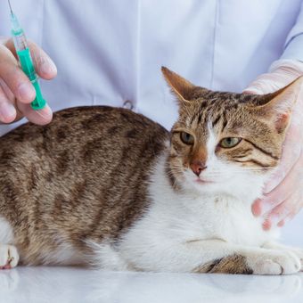 Ilustrasi vaksinasi untuk kucing, vaksinasi rabies. 