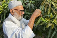 Kisah Pria India Hasilkan 300 Varietas Mangga dari Pohon Berusia 120 Tahun