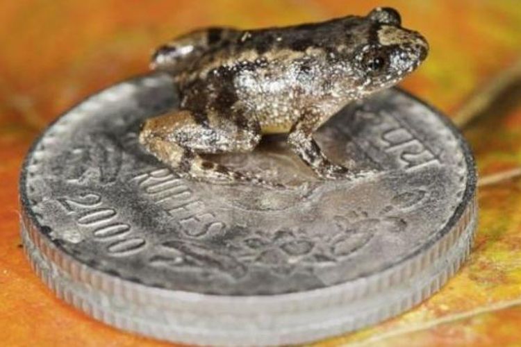 Begitu kecilnya tubuh katak ini sehingga hewan ini bisa nyaman duduk di atas sekeping uang logam.