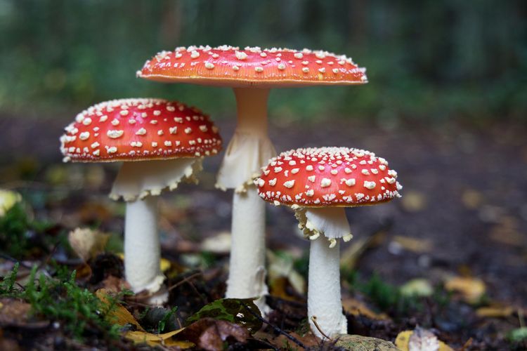Tak semua jamur yang tumbuh di pekarangan aman dikonsumsi.