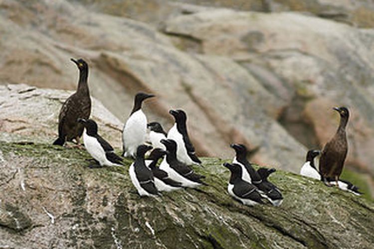 Burung laut adalah salah satu jenis hewan yang hidup di Benua Antartika.