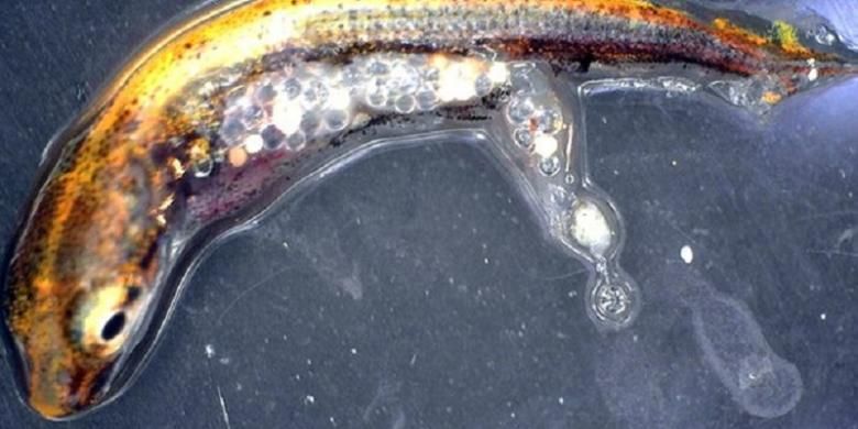 Ikan tombak dengan akumulasi mikroplastik yang didapatkan dari ikan perch, makanannya.