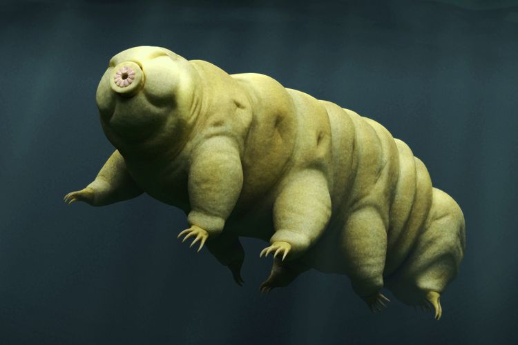 Tardigrade alias beruang air.