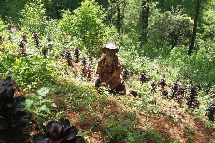 TANAM—Mbah Sadiman menanam bibit pohon beringin di lereng hutan Gunung Lawu di Desa Geneng, Kecamatan Bulukerto, Kabupaten Wonogiri, Jawa Tengah.