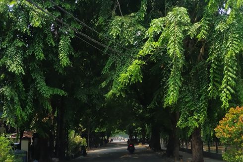 Musim Hujan, Pemkot Bekasi Pangkas Pohon Raksasa di Jalan Utama
