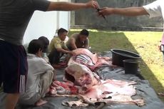 Saatnya Peternak Lokal Mengeruk Untung dari Idul Qurban...