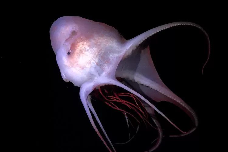 Ilmuwan Temukan 31 Spesies Laut Dalam Baru di Brasil, Disebut Mirip Alien