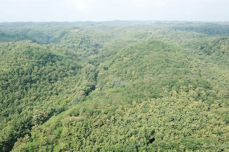 Foto udara Kawasan Suaka Margasatwa Paliyan.