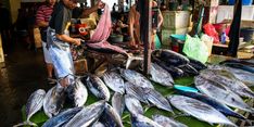 Makan Ikan Segar Asal Berau, Tak Perlu Lagi Terbang ke Borneo