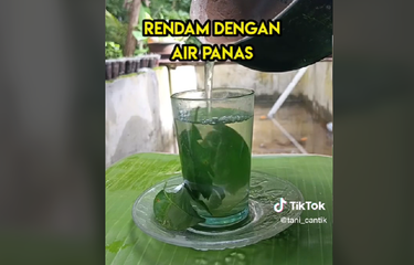 Viral, daun jeruk dipakai untuk obat sakit gigi