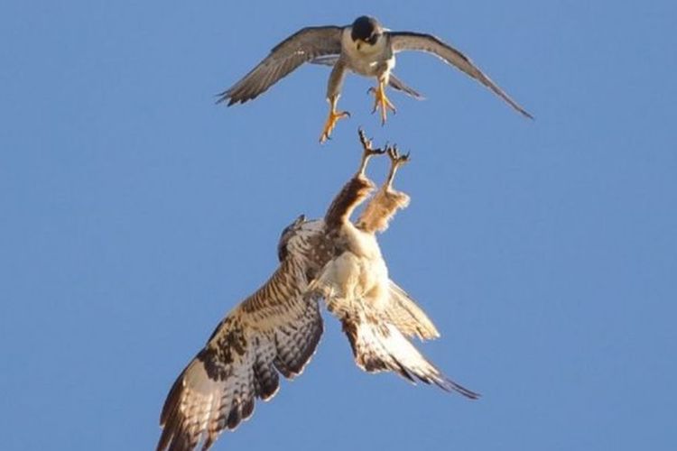 4000 Koleksi Gambar Burung Elang Mudah HD Terbaik