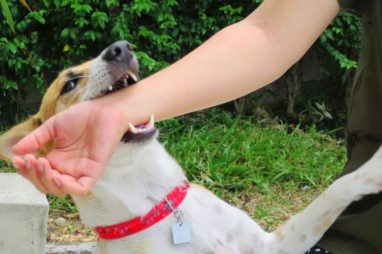 Mengetahui langkah pertolongan pertama yang harus dilakukan jika digigit anjing sangat penting untuk mencegah infeksi.