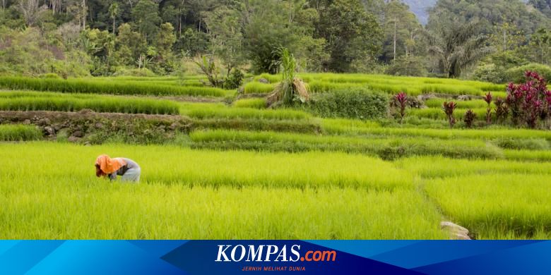 Ini Upaya Pemerintah Dalam Perlindungan Lahan Pertanian Di Daerah Halaman All Kompas Com
