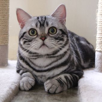 Ilustrasi kucing American shorthair.