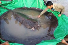 Ikan Pari Raksasa Seberat 300 Kg, Ikan Terbesar di Dunia Ditemukan di Kamboja