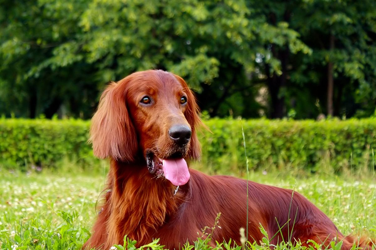 Ilustrasi anjing ras irish setter. 