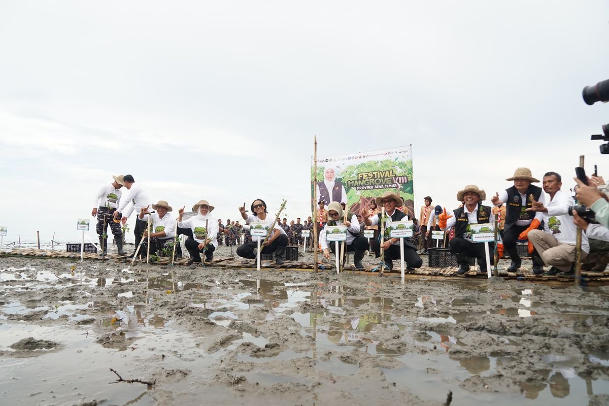 Khofifah Indar Parawansa menanam mangrove di Bangkalan 