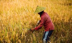 Bukan Sekadar Genjot Produksi, Perlu 3 Langkah Strategis Perkuat Sistem Pangan Nasional