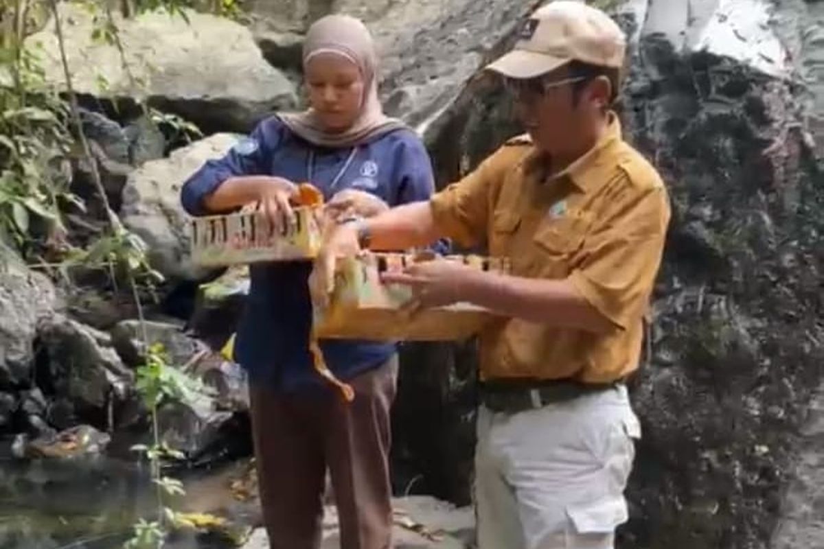 Selamat dari Upaya Penyelundupan, 124 Ekor Burung Dikembalikan ke Habitatnya di Bali