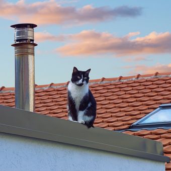 Ilustrasi kucing berada di atap rumah.