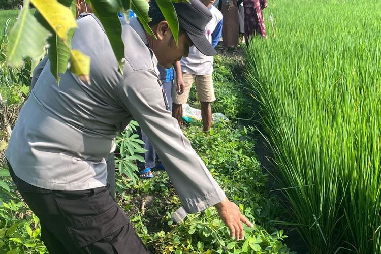 Aparat Kepolisian saat akan mengevakuasi seorang wanita yang meninggal dunia usai diduga tersengat aliran listrik di area persawahan Desa Kadiren, Kecamatan Kalitengah, Lamongan, Jawa Timur, Selasa (2/12/2025). 