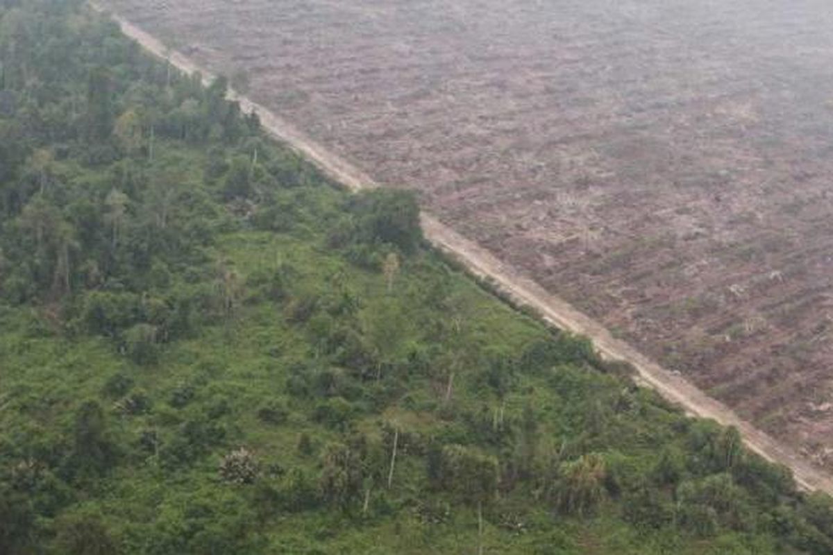 Pembukaan hutan gambut yang berbatasan dengan perkebunan kelapa sawit di Kabupaten Kubu Raya, Kalimantan Barat, Minggu (20/9/2015). Kebakaran terpantau melalui patroli udara Badan Nasional Penanggulangan Bencana.