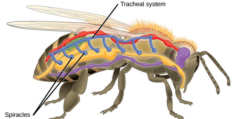 Sistem pernapasan serangga. Serangga bernapas menggunakan trakea. Udara masuk melalui stigma atau spiracles.
